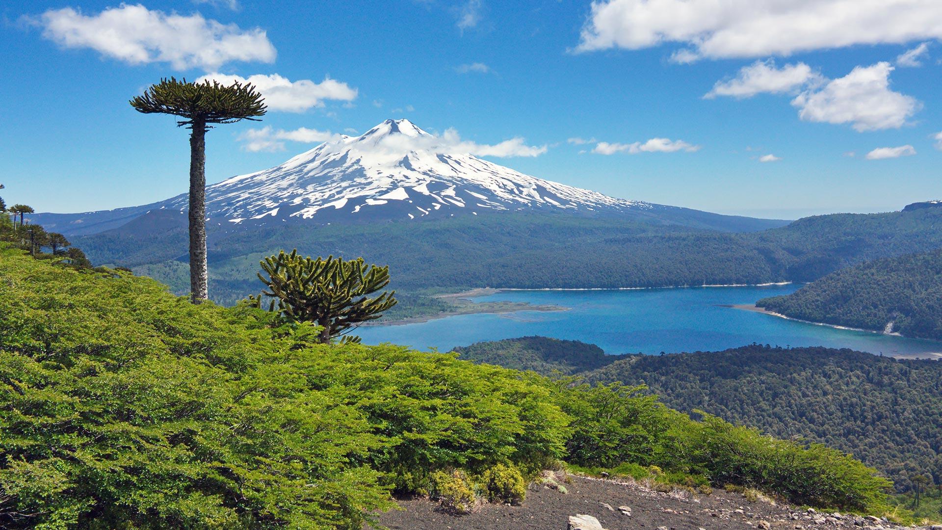 Volcano and forest in Conguillío Park